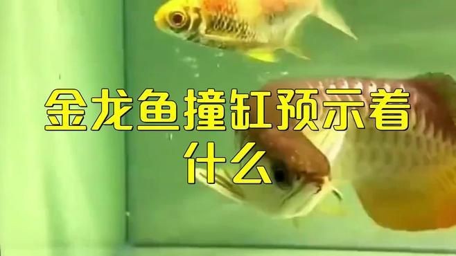 藍底金龍魚蹭缸怎么辦【甜甜莓莓醬魚蹭缸底是怎么回事】