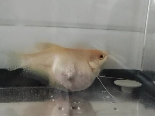 曼龍魚繁殖期多久一次？【曼龍魚多久繁殖一次】