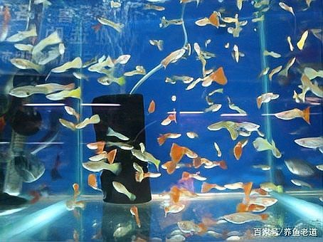曼龍魚繁殖期多久一次？【曼龍魚多久繁殖一次】