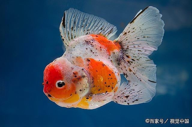 龍魚能隨便送人嗎【《山海經(jīng)》——龍魚】