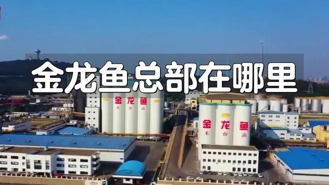 金龍魚總部搬遷至三亞了嗎【三亞金龍魚總部在哪里躕金龍魚總部在哪里兔職談】