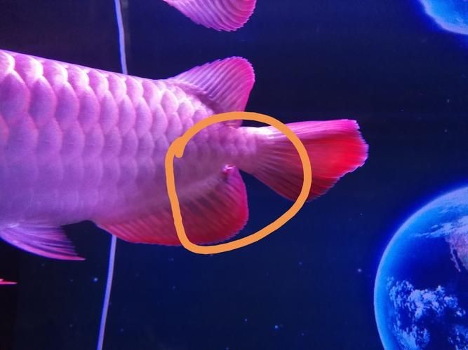 金龍魚(yú)寄生蟲(chóng)圖片【關(guān)于金龍魚(yú)寄生蟲(chóng)感染的詳細(xì)圖文分析】