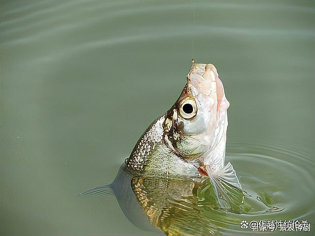 翹嘴最忌諱三個時間【釣翹嘴三大禁忌】