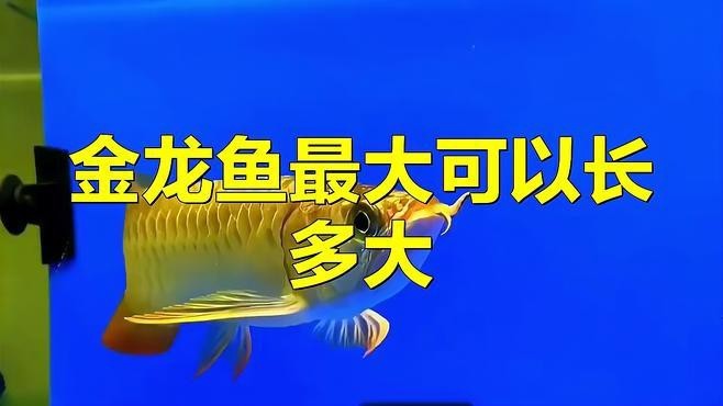 藍底過背金龍魚成年后有多大？【藍底過背金龍魚壽命有多長】
