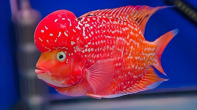 魟魚混養最忌三種魚