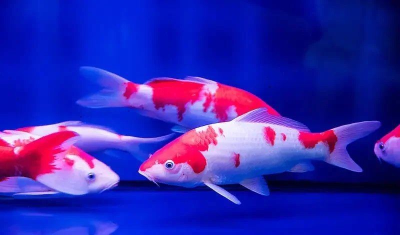 錦鯉混養最忌三種魚【錦鯉與金魚混養的注意事項】 龍魚百科 第3張 錦鯉混養最忌三種魚【錦鯉與金魚混養的注意事項】 錦鯉混養最忌三種魚【錦鯉與金魚混養的注意事項】 龍魚百科 第3張