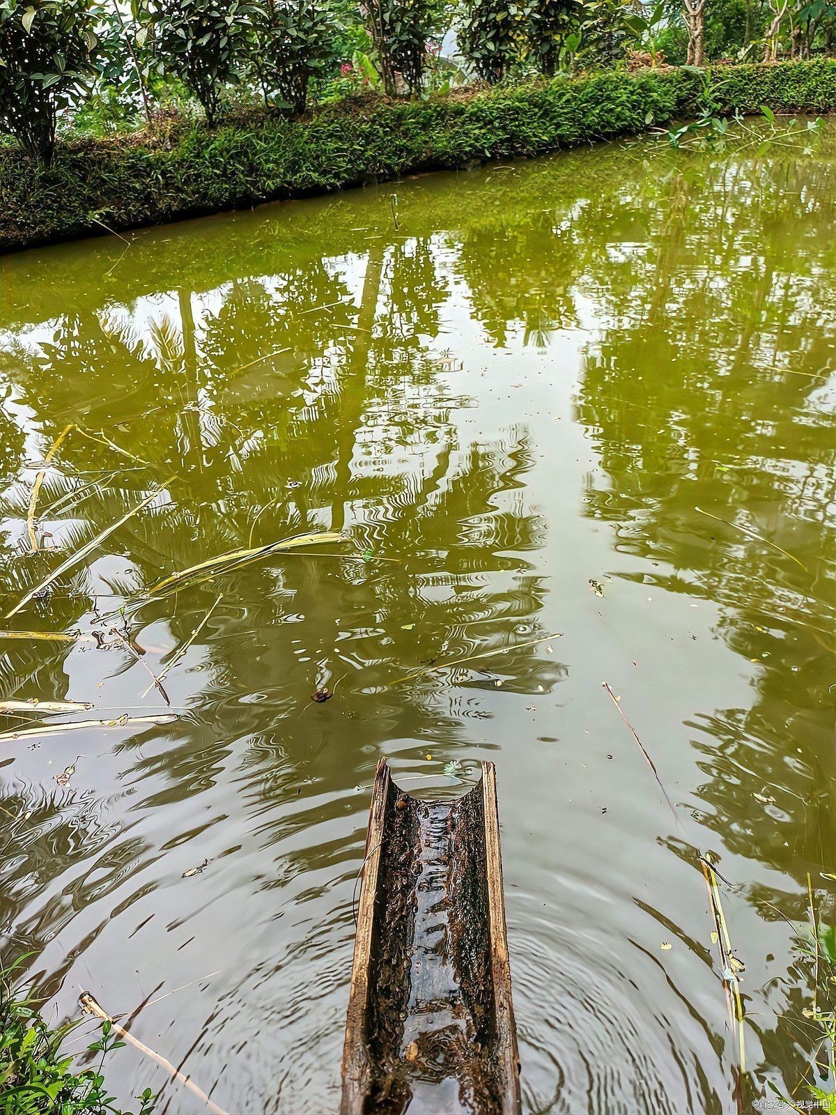 錦鯉混養最忌三種魚【錦鯉與金魚混養的注意事項】 龍魚百科 第9張 錦鯉混養最忌三種魚【錦鯉與金魚混養的注意事項】 錦鯉混養最忌三種魚【錦鯉與金魚混養的注意事項】 龍魚百科 第9張