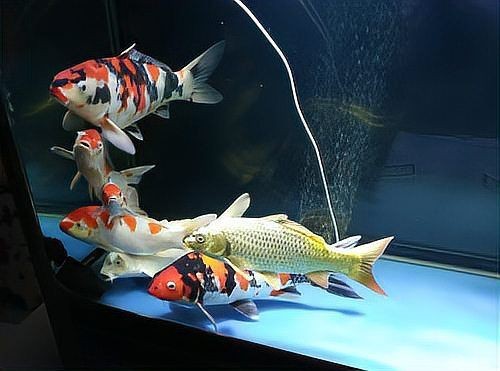 錦鯉混養最忌三種魚【錦鯉與金魚混養的注意事項】 龍魚百科 第15張 錦鯉混養最忌三種魚【錦鯉與金魚混養的注意事項】 錦鯉混養最忌三種魚【錦鯉與金魚混養的注意事項】 龍魚百科 第15張