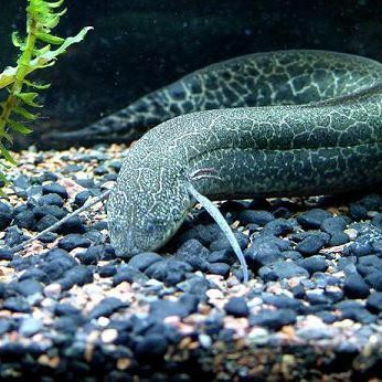 非洲肺魚簡介【非洲肺魚在非洲肺魚棲息地初見成效4億年未消失的奇跡】 非洲肺魚簡介【非洲肺魚在非洲肺魚棲息地初見成效4億年未消失的奇跡】 龍魚論壇 第4張