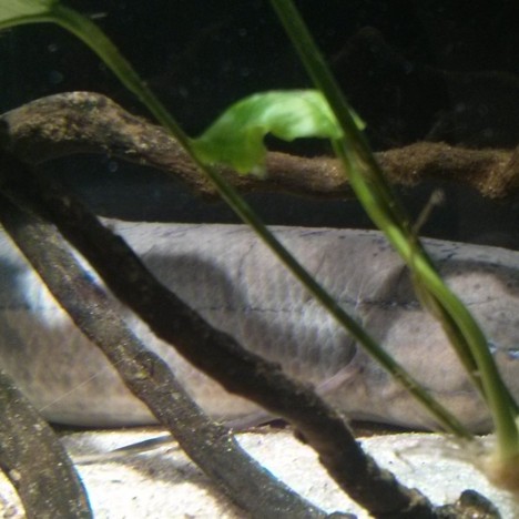 非洲肺魚簡介【非洲肺魚在非洲肺魚棲息地初見成效4億年未消失的奇跡】 非洲肺魚簡介【非洲肺魚在非洲肺魚棲息地初見成效4億年未消失的奇跡】 龍魚論壇 第5張