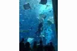 藍湖水族工程【上海藍湖水族工程有限公司】