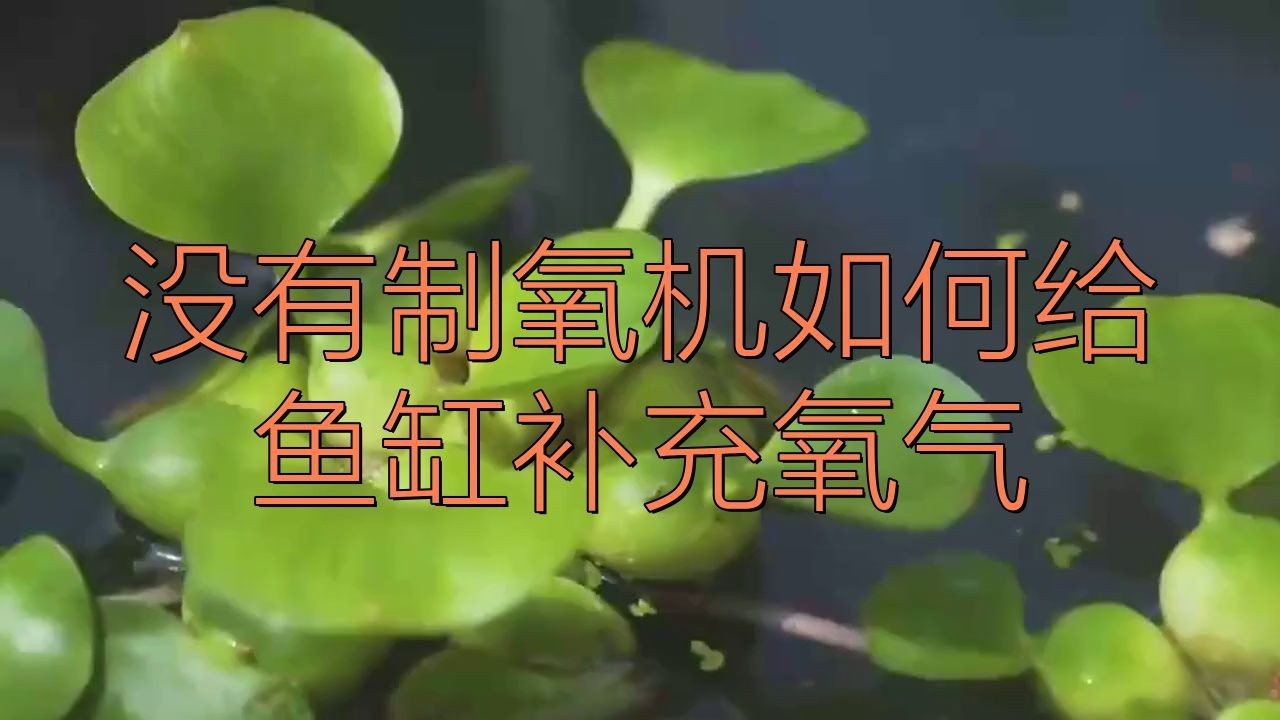 有哪些有效的增氧方法？【如何提高血氧飽和度】