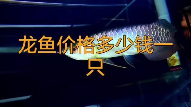 龍魚的價格是多少？【福建男子釣魚發現野生龍魚】