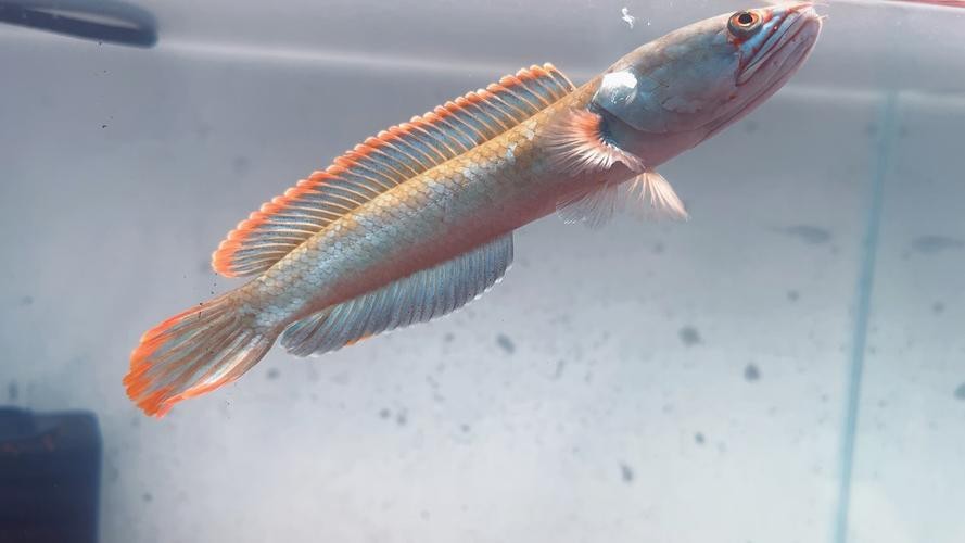 能提供幾張高清的雷龍圖片嗎？【40種雷龍魚品種圖鑒大全(一眼眸先生盼安康】