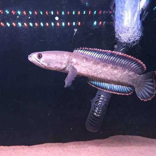 能提供幾張高清的雷龍圖片嗎？【40種雷龍魚品種圖鑒大全(一眼眸先生盼安康】