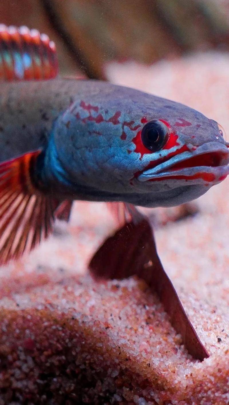 能提供幾張高清的雷龍圖片嗎？【40種雷龍魚品種圖鑒大全(一眼眸先生盼安康】