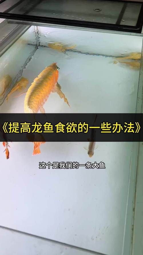 水族傳統建筑的材料有哪些,如何保護水族傳統建筑中的木材? 龍魚百科 第1張 水族傳統建筑的材料有哪些,如何保護水族傳統建筑中的木材? 水族傳統建筑的材料有哪些,如何保護水族傳統建筑中的木材? 龍魚百科 第1張
