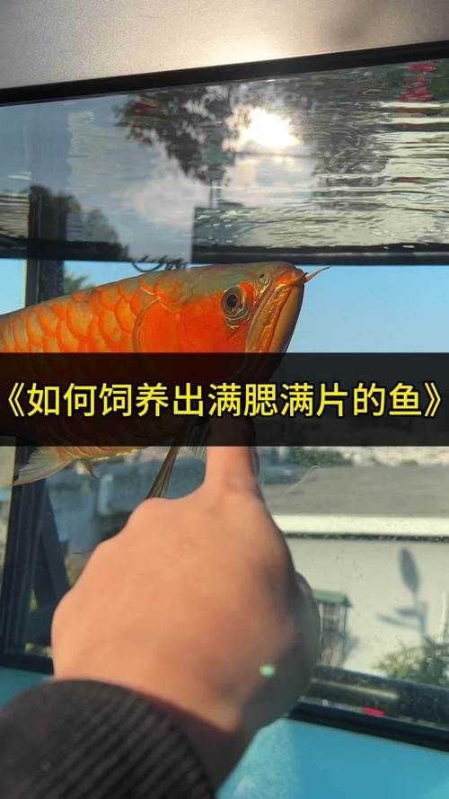 紅龍魚的正確飼養(yǎng)方法圖片【紅龍魚的飼養(yǎng)方法】