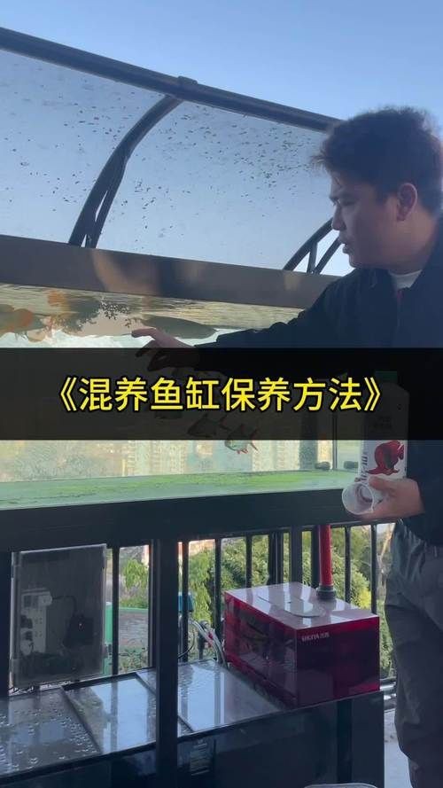 紅龍魚的正確飼養(yǎng)方法圖片【紅龍魚的飼養(yǎng)方法】