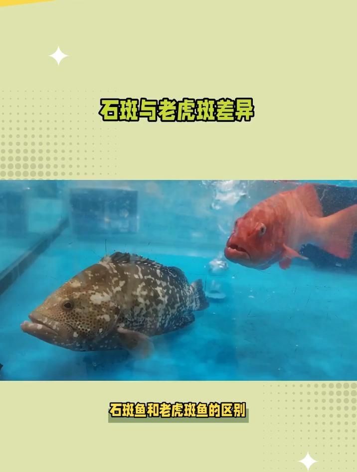 老虎斑好還是石斑魚好