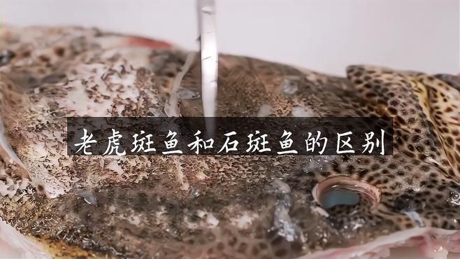 老虎斑好還是石斑魚好