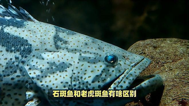 老虎斑好還是石斑魚好