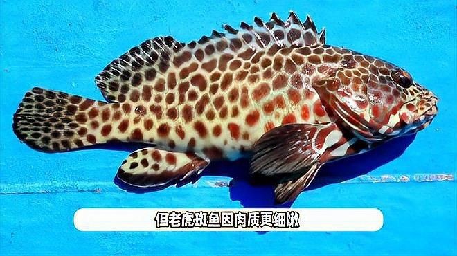 老虎斑好還是石斑魚好