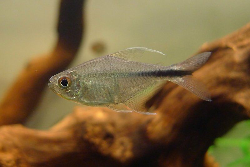 紅勾銀版魚【紅勾銀板魚怎么養(yǎng)？】
