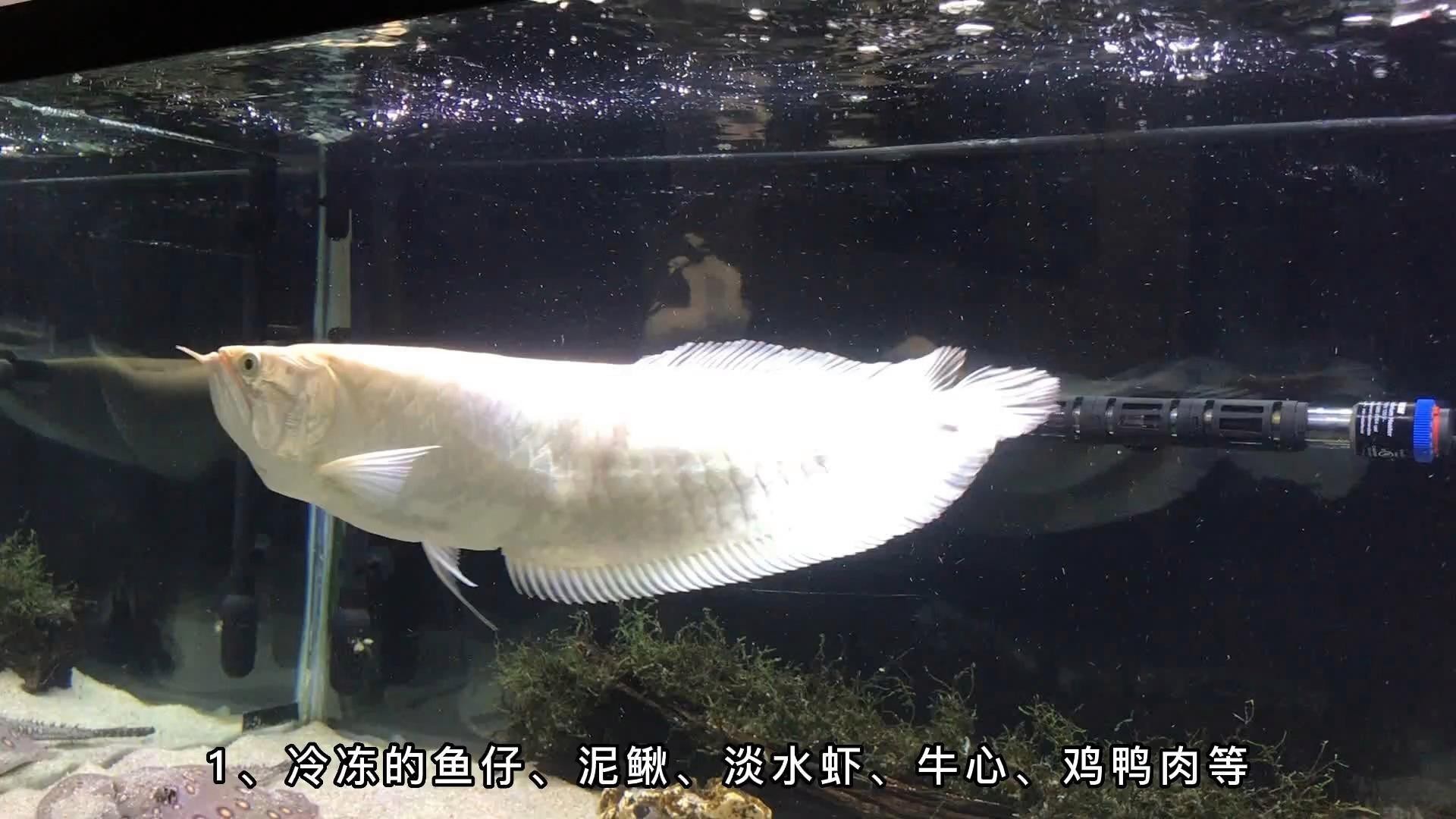 銀龍魚的主要飼料有哪些？【銀龍魚吃什么飼料最好,銀龍魚吃什么長得快】