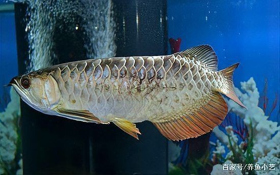 龍魚鱗片發黑期間可以喂食嗎？【龍魚鱗片發黑怎么辦】