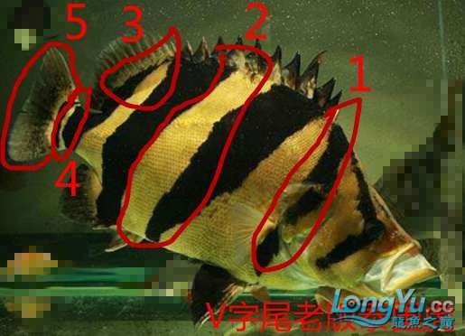 如何區分泰虎和印尼虎【泰國虎與印尼虎的區別】