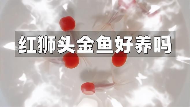 紅獅子頭金魚好養活嗎【獅子頭金魚好養嗎】