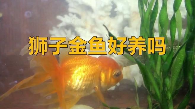 紅獅子頭金魚好養活嗎【獅子頭金魚好養嗎】
