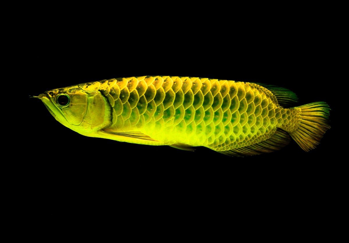 龍魚原產(chǎn)地哪個國家