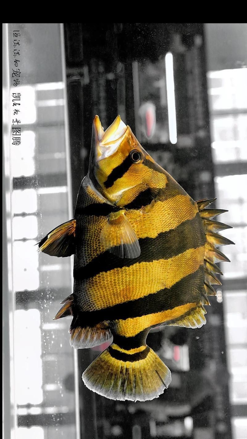 虎刺魚長什么樣圖片【世界上最容易上鉤的魚,農(nóng)民叫它“傻子魚”,味道絕美卻快被滅絕!】 虎刺魚長什么樣圖片【世界上最容易上鉤的魚,農(nóng)民叫它“傻子魚”,味道絕美卻快被滅絕!】 龍魚論壇 第9張