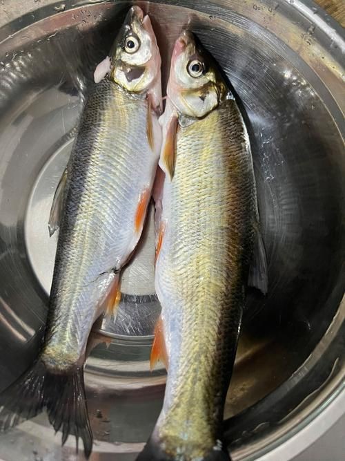 虎刺魚長什么樣圖片【世界上最容易上鉤的魚,農(nóng)民叫它“傻子魚”,味道絕美卻快被滅絕!】 虎刺魚長什么樣圖片【世界上最容易上鉤的魚,農(nóng)民叫它“傻子魚”,味道絕美卻快被滅絕!】 龍魚論壇 第12張