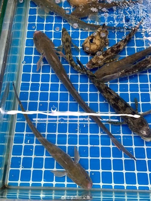 虎刺魚長什么樣圖片【世界上最容易上鉤的魚,農(nóng)民叫它“傻子魚”,味道絕美卻快被滅絕!】 虎刺魚長什么樣圖片【世界上最容易上鉤的魚,農(nóng)民叫它“傻子魚”,味道絕美卻快被滅絕!】 龍魚論壇 第17張