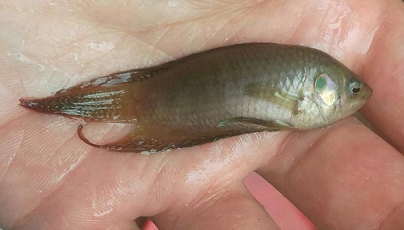 虎刺魚長什么樣圖片【世界上最容易上鉤的魚,農(nóng)民叫它“傻子魚”,味道絕美卻快被滅絕!】 虎刺魚長什么樣圖片【世界上最容易上鉤的魚,農(nóng)民叫它“傻子魚”,味道絕美卻快被滅絕!】 龍魚論壇 第13張