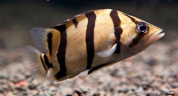 虎刺魚長什么樣圖片【世界上最容易上鉤的魚,農(nóng)民叫它“傻子魚”,味道絕美卻快被滅絕!】 虎刺魚長什么樣圖片【世界上最容易上鉤的魚,農(nóng)民叫它“傻子魚”,味道絕美卻快被滅絕!】 龍魚論壇 第14張