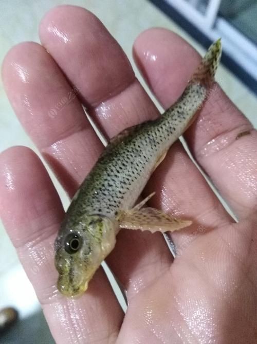 虎刺魚長什么樣圖片【世界上最容易上鉤的魚,農(nóng)民叫它“傻子魚”,味道絕美卻快被滅絕!】 虎刺魚長什么樣圖片【世界上最容易上鉤的魚,農(nóng)民叫它“傻子魚”,味道絕美卻快被滅絕!】 龍魚論壇 第23張