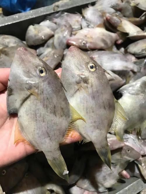 虎刺魚長什么樣圖片【世界上最容易上鉤的魚,農(nóng)民叫它“傻子魚”,味道絕美卻快被滅絕!】 虎刺魚長什么樣圖片【世界上最容易上鉤的魚,農(nóng)民叫它“傻子魚”,味道絕美卻快被滅絕!】 龍魚論壇 第20張