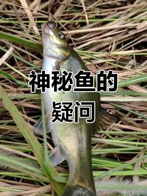 虎刺魚長什么樣圖片【世界上最容易上鉤的魚,農(nóng)民叫它“傻子魚”,味道絕美卻快被滅絕!】 虎刺魚長什么樣圖片【世界上最容易上鉤的魚,農(nóng)民叫它“傻子魚”,味道絕美卻快被滅絕!】 龍魚論壇 第24張