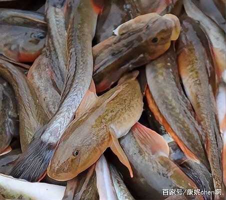 虎刺魚長什么樣圖片【世界上最容易上鉤的魚,農(nóng)民叫它“傻子魚”,味道絕美卻快被滅絕!】 虎刺魚長什么樣圖片【世界上最容易上鉤的魚,農(nóng)民叫它“傻子魚”,味道絕美卻快被滅絕!】 龍魚論壇 第29張
