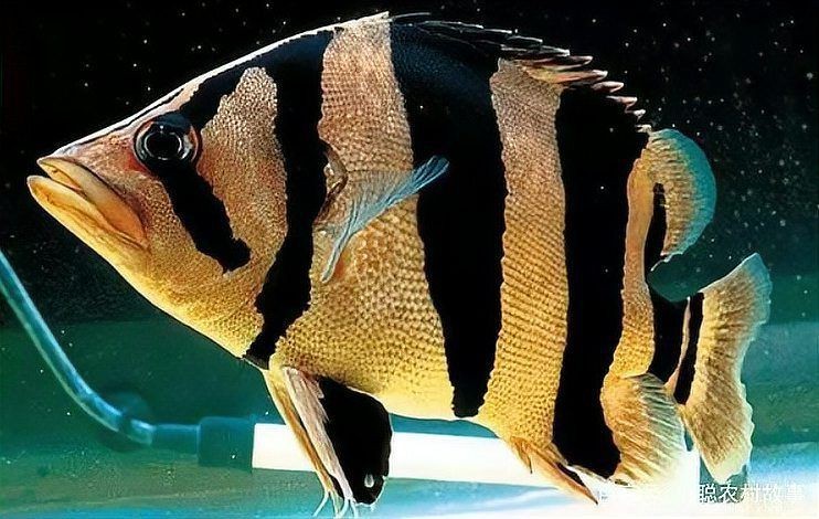虎刺魚長什么樣圖片【世界上最容易上鉤的魚,農(nóng)民叫它“傻子魚”,味道絕美卻快被滅絕!】 虎刺魚長什么樣圖片【世界上最容易上鉤的魚,農(nóng)民叫它“傻子魚”,味道絕美卻快被滅絕!】 龍魚論壇 第31張