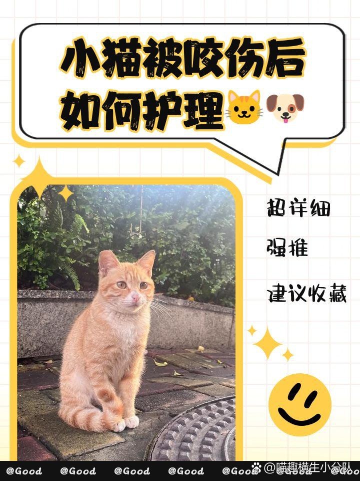 龍貓咬傷貓后如何處理【智能模式回答完成調用工具：百度健康被龍貓咬傷】