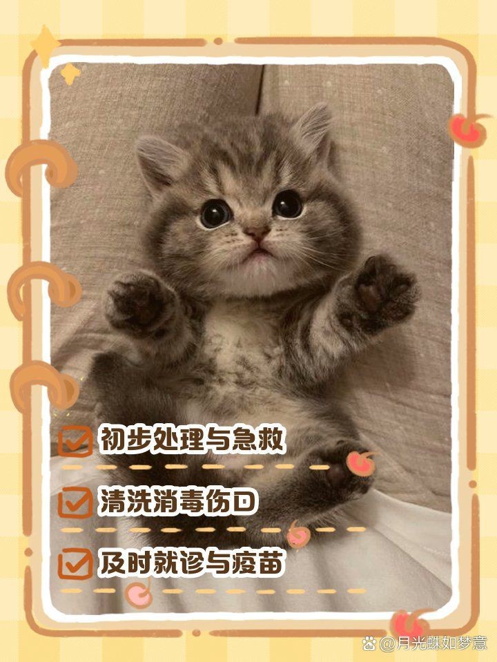 龍貓咬傷貓后如何處理【智能模式回答完成調用工具：百度健康被龍貓咬傷】