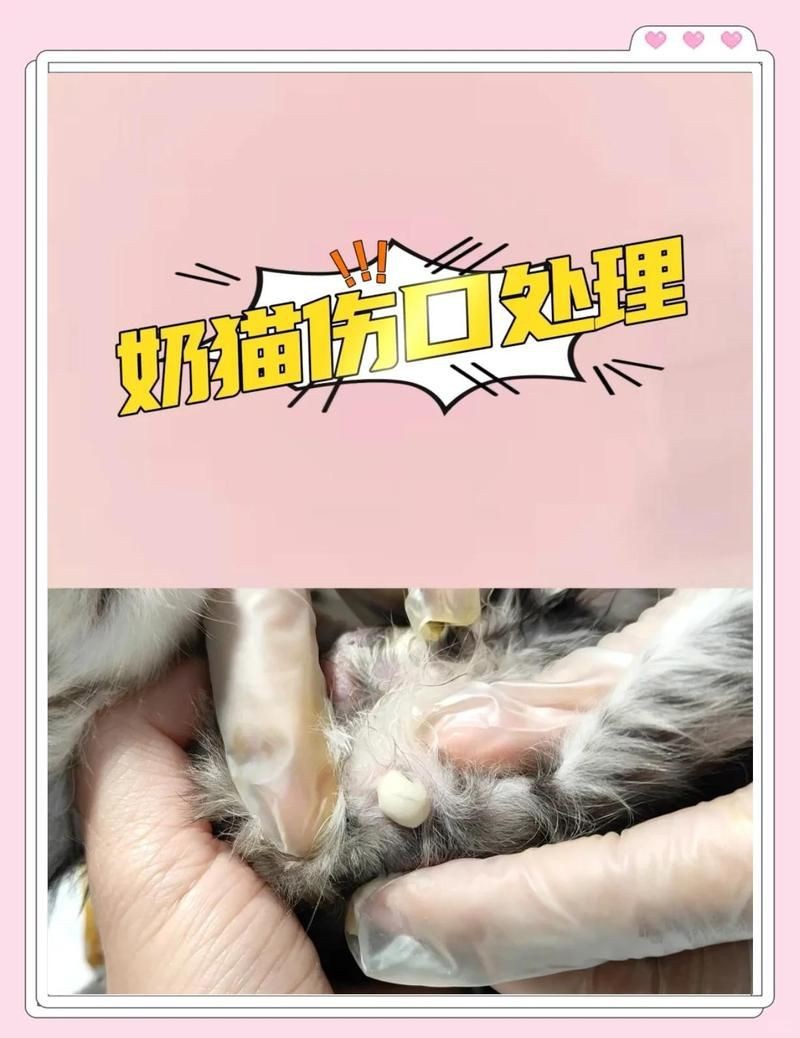 龍貓咬傷貓后如何處理【智能模式回答完成調用工具：百度健康被龍貓咬傷】