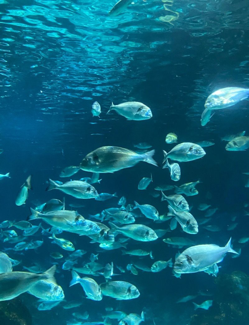 錯那水族店【貴州錯那水族店聯(lián)系方式錯那水族店營業(yè)時間在哪里】