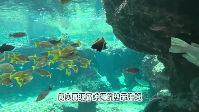 錯那水族店【貴州錯那水族店聯(lián)系方式錯那水族店營業(yè)時間在哪里】