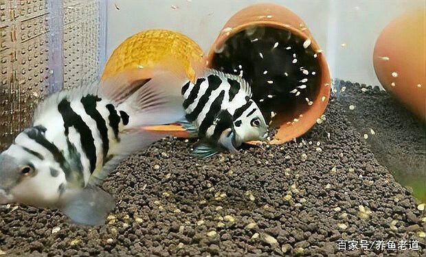 金龍魚口孵期間需要喂食嗎？【金龍魚在口孵期間不需要喂食雄性金龍魚會死亡嗎】
